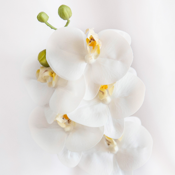 Orquídea Maceta Cerámica White