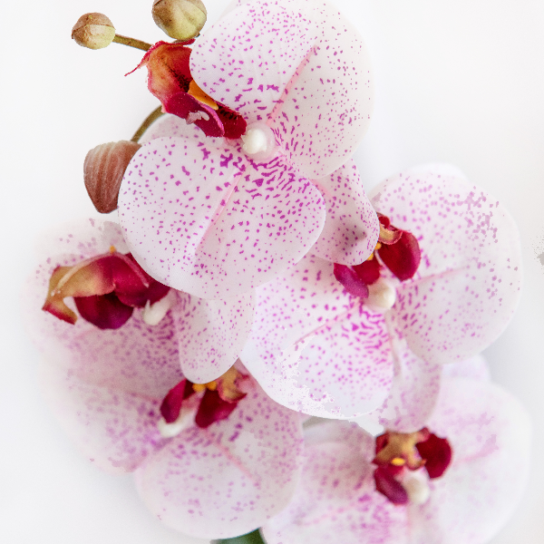 Orquídea Maceta Cerámica Chica Pu