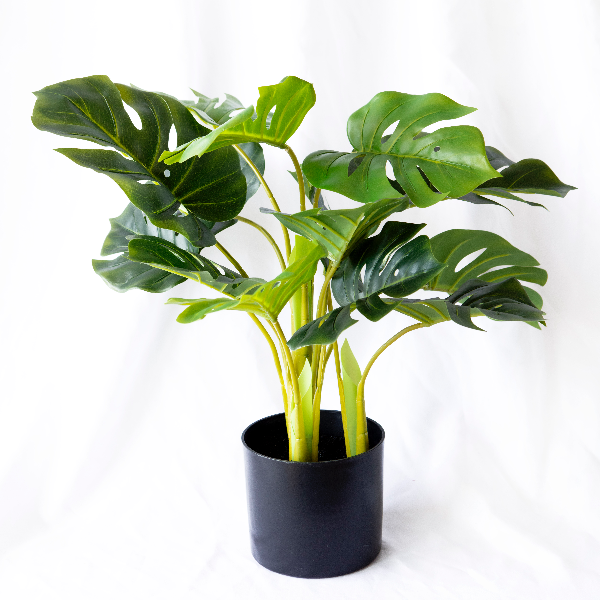 Planta Philodendro Chica