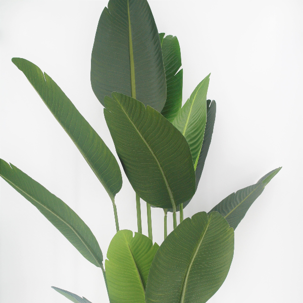 Planta de Banano con maceta