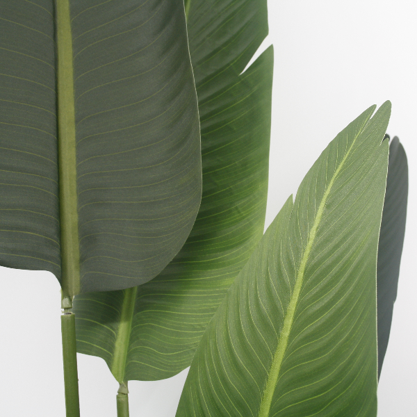 Planta de Banano con maceta